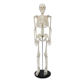 1 шт ПВХ 85 см Модель человеческого скелета Без нервов и межпозвоночных дисков Медицинская модель человеческого тела Обучение