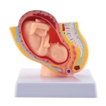 Беременность человека, развитие плода, 9-й месяц, эмбриональная модель органов малого таза, Анатомия беременности, Модель плаценты